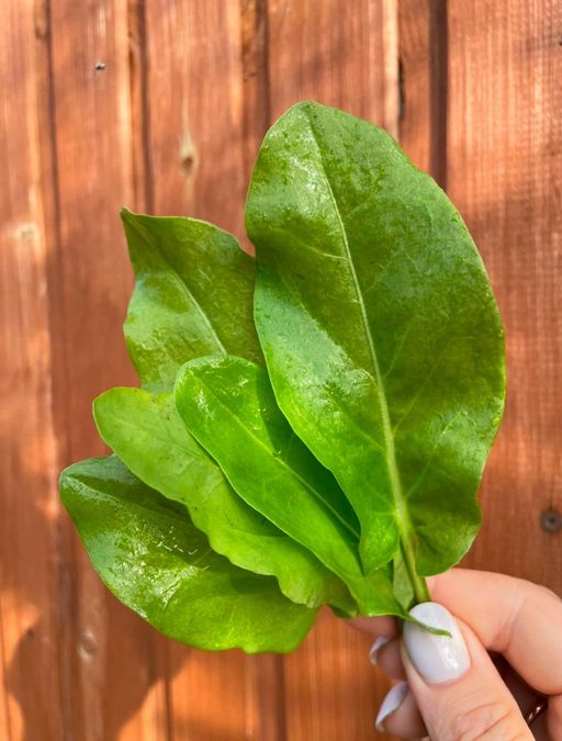 Щавель ЛИМОННЫЙ - Уральский дачник фото 4