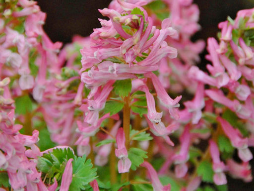 Хохлатка Бет Эванс - Долина роз фото 4