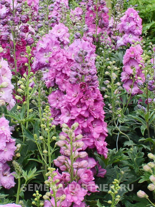 Дельфиниум Мини Пинк - Партнер фото 3