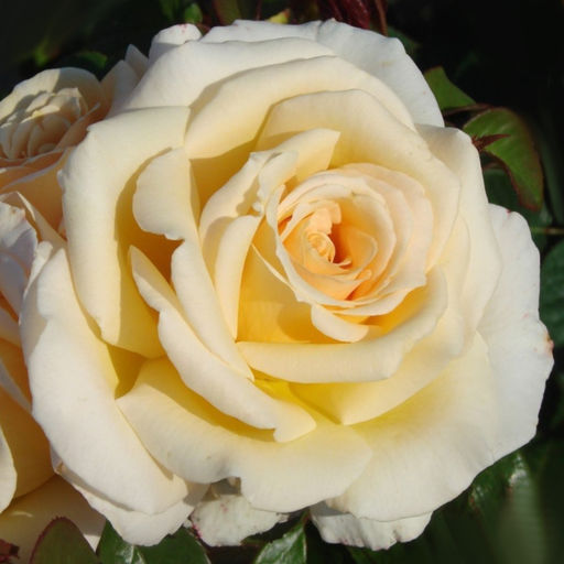 Роза Мистери Герл (Чайно-гибридная) 1шт