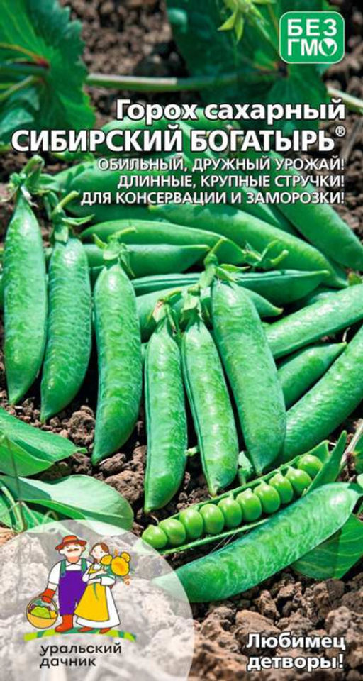 Горох СИБИРСКИЙ БОГАТЫРЬ Обильный, дружный урожай! Длинные крупные стручки! Для консервации и заморозки!
