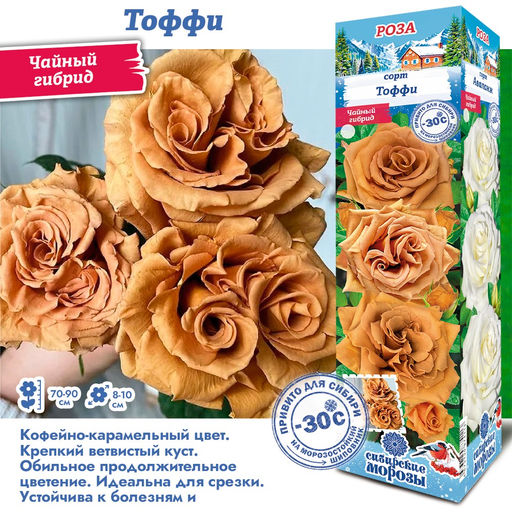 Роза Тоффи (Чайно-гибридная) 1шт