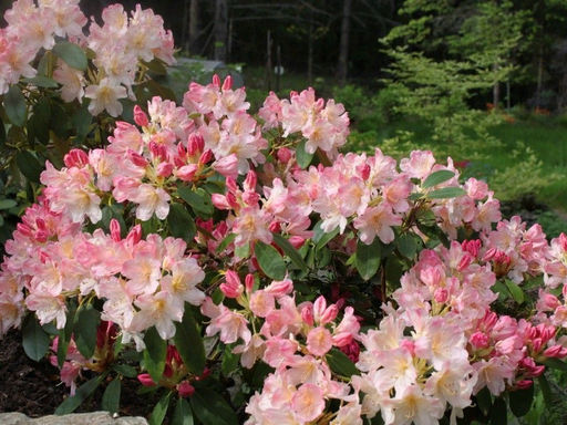 Рододендрон Percy Wiseman (Перси Вайсман) - Долина роз фото 3