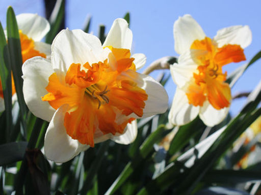 Нарцисс Tiritomba (Тиритомба)