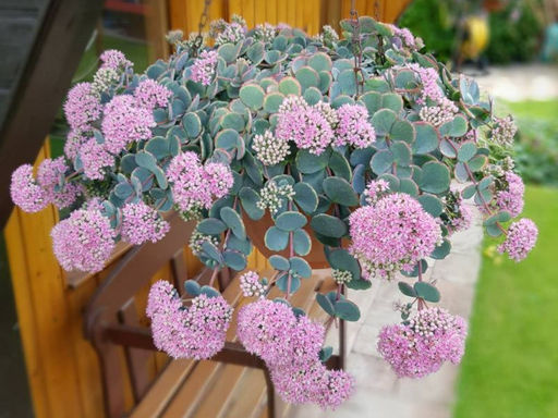 Очиток зибольда - Долина роз фото 5