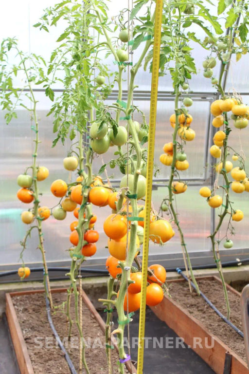 Томат Тропиканка - Партнер фото 5