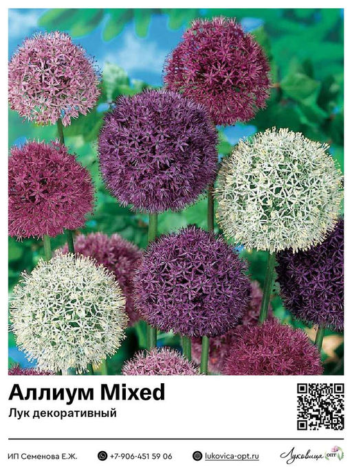Аллиум Mixed (Лук декоративный)