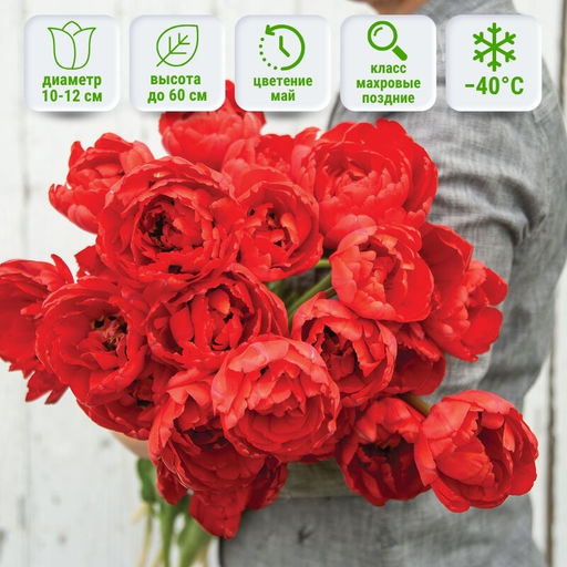 Тюльпан Миранда - Долина роз фото 4