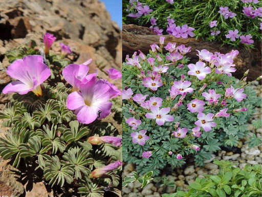 Оксалис железистолистный - Долина роз фото 4