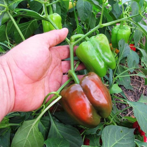 Перец Долма Турецкий — Dolma Biber