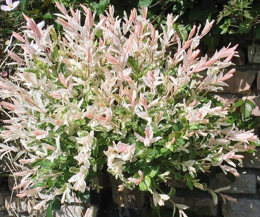 Ива Хакуро Нишики 3 года ЗКС тара 2л