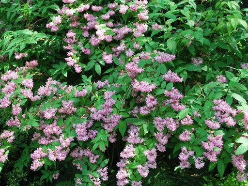 Дейция Распбери Сандей - Долина роз фото 4