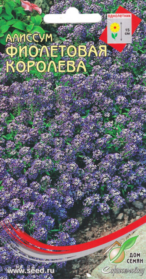 Алиссум Фиолетовая королева