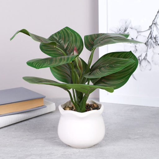 Цветочная композиция Калатея 27 см / SL-6 /уп 48/ - Галеонтрейд фото 4