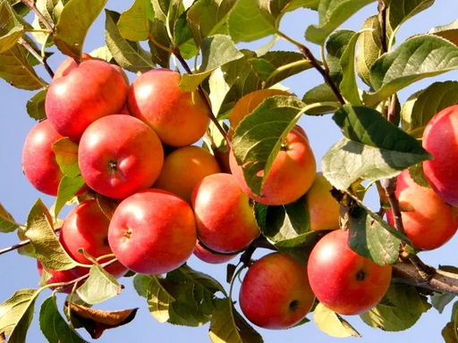 Яблоня Эрли Женева
