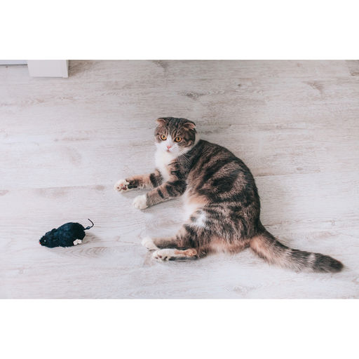 Мышь заводная меховая, 12 см, чёрная - Пижон фото 7