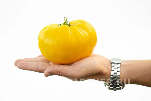 Томат Прелесть Роузы - Партнер фото 4