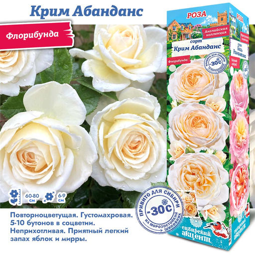Роза Крим Абанданс (Флорибунда) 1шт
