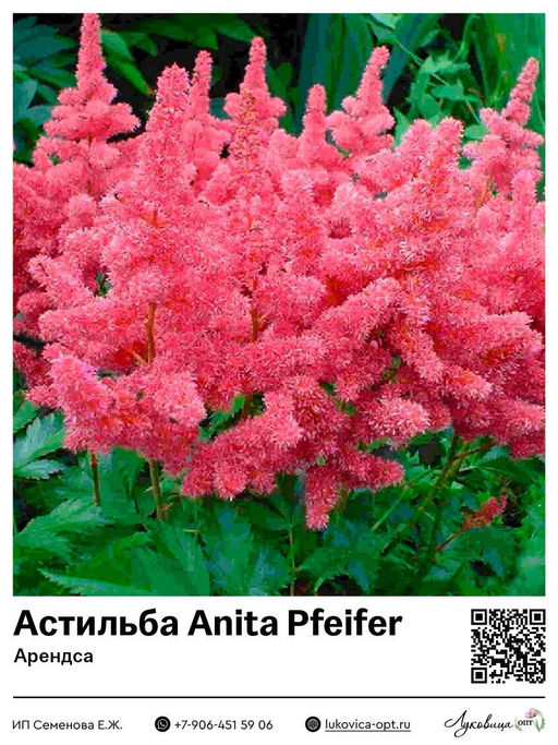 Астильба Anita Pfeifer (Арендса)