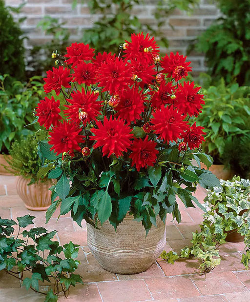 ГЕОРГИНА Ред Пигми Разбор I Кол-во упак., шт 1