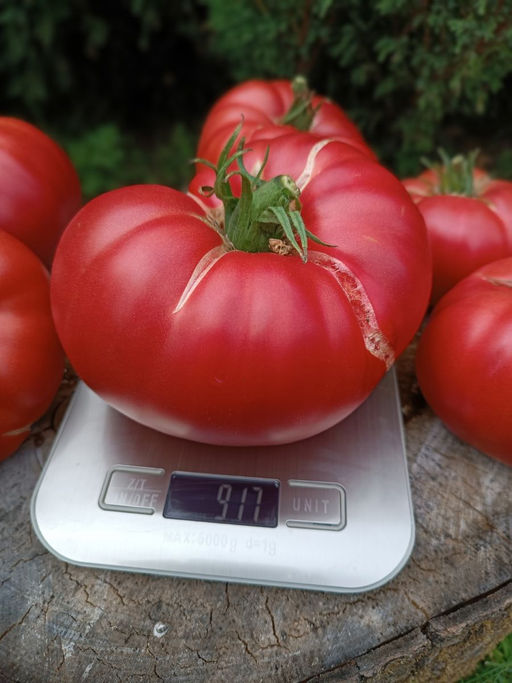 Томат СЧАСТЬЯ ПОЛНА ЧАША коллекция Татьяны Штайнерт Авторская селекция - Уральский дачник фото 2