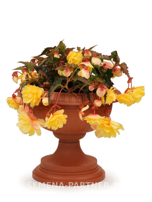 Бегония клубневидная ампельная махровая Софт Лайм - Партнер фото 5