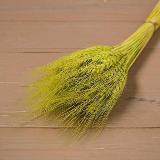 Сухой колос пшеницы, набор 50 шт., цвет жёлтый - Simaland фото 5