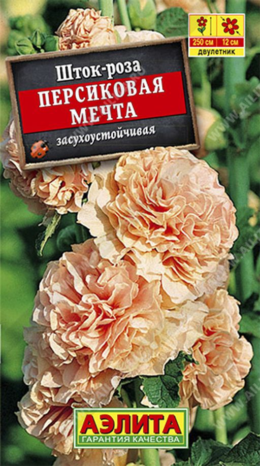 Шток-роза Персиковая мечта (2024)