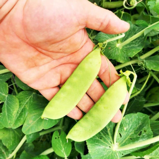 Горох Гигантский Сахарный Орегонский - Oregon Giant Pea