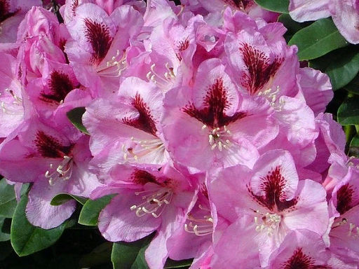 Рододендрон Lugano (Лугано) - Долина роз фото 3