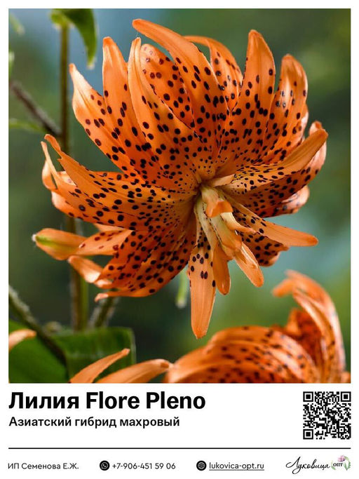 Лилия Flore Pleno (Ланцетолистная тигровая, махровая)