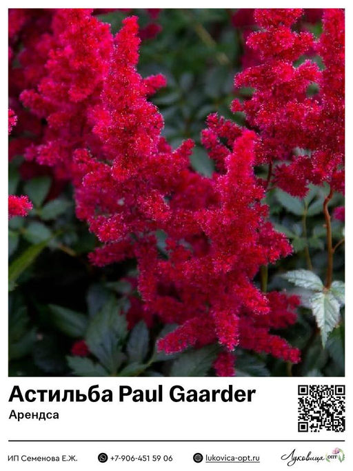 Астильба Paul Gaarder (Арендса)