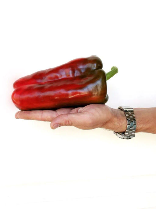 Перец сладкий Ламуйо - Партнер фото 3