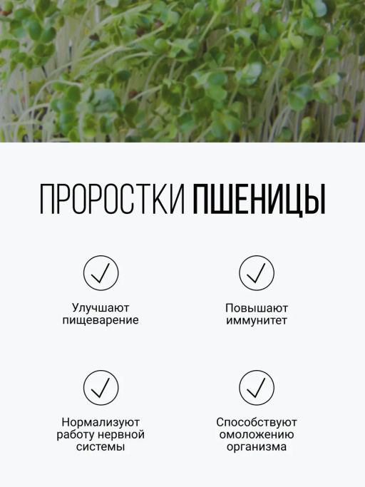 Смесь из семи видов проростков 200г (пшеница, полба, спельта, рожь, овес, чечевица, зеленая гречка)