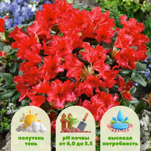 Рододендрон Скарлет Вондер