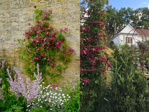 Клематис Мадам Джулия Корревон - Долина роз фото 4