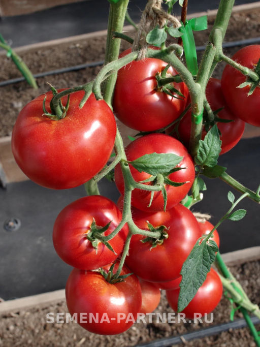 Томат Наша Маша F1 - Партнер фото 5