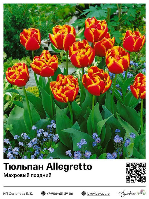 Тюльпан Allegretto (Махровый поздний)