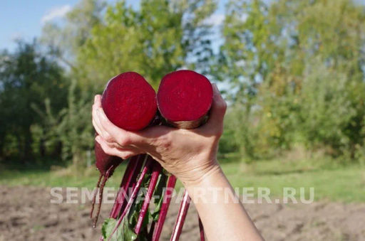 Свекла Калипсо - Партнер фото 4