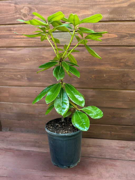 Рододендрон Gomer Waterer (Гомер Ватерер) - Долина роз фото 5