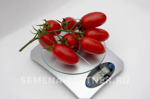 Томат Джек Пот - Партнер фото 6