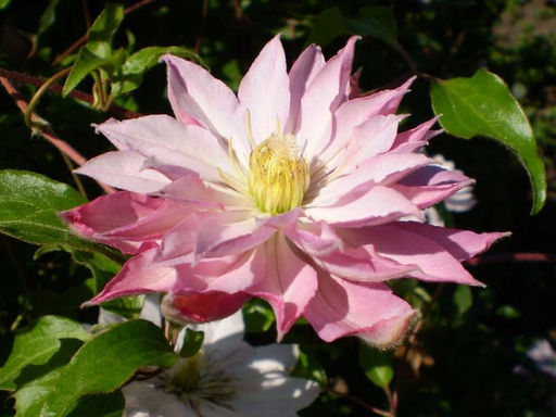 Клематис Виолет Элизабет - Долина роз фото 2