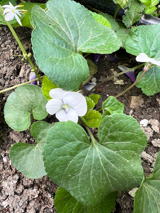 Фиалка мотыльковая белая