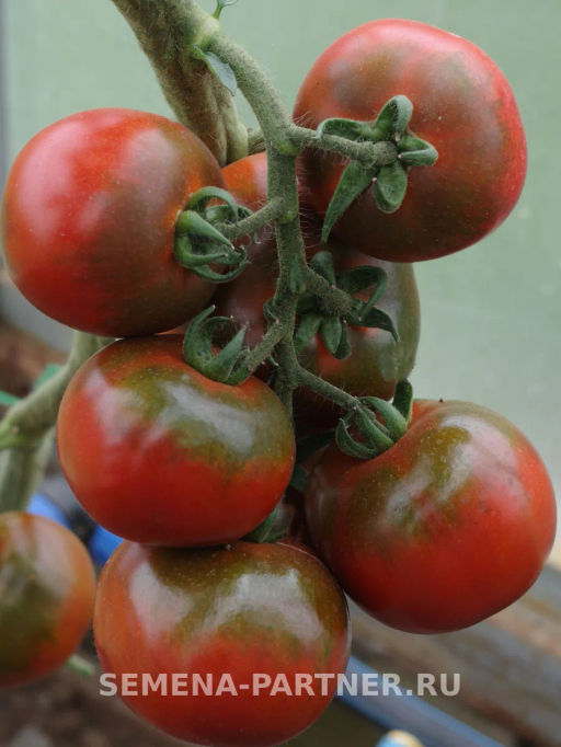 Томат Эфиопка - Партнер фото 4