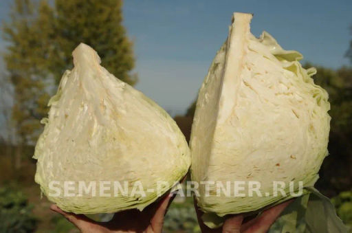 Капуста белокочанная среднепоздняя Мишутка - Партнер фото 2