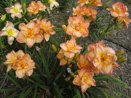 Лилейник Франсис Джойнер