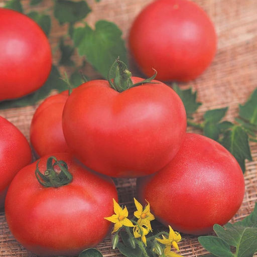 6244U Томат Персиановский F1 5шт