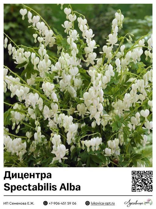 Дицентра Alba (Великолепная)