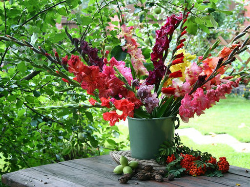 Гладиолусы Россыпь самоцветов (микс 10 шт) - Долина роз фото 3