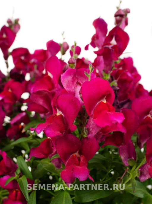 Львиный Зев низкорослый крупноцветковый Гранд Аморе Куинджи - Партнер фото 2